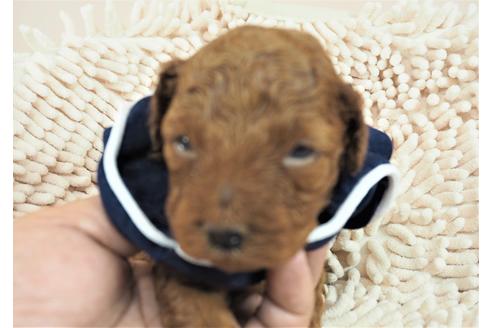 成約済の埼玉県のトイプードル-106534の1枚目